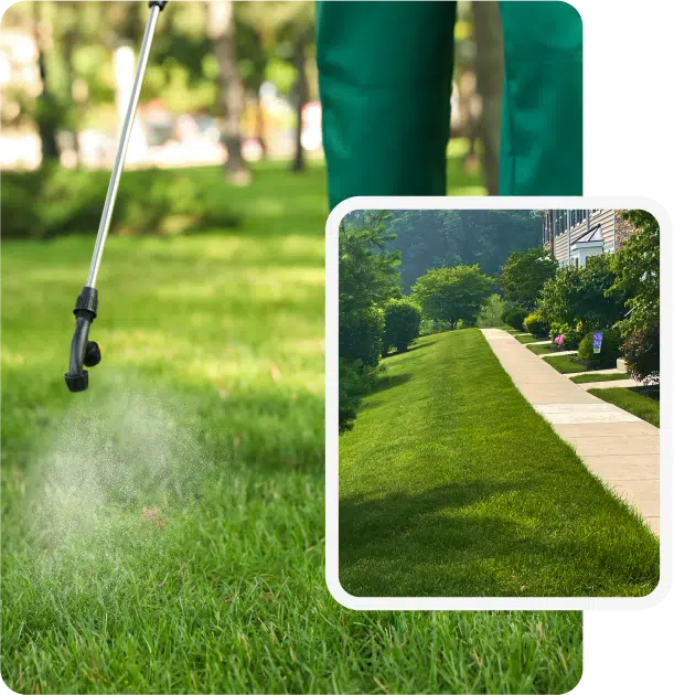 EcoGreen Lawn Care answers your questions