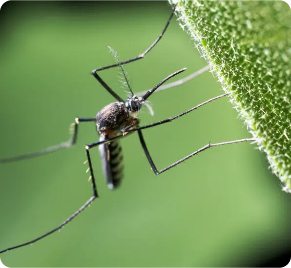 Mosquito Control (2)