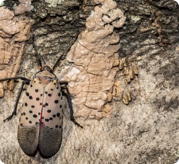 Spotted Lanternfly Control (1)