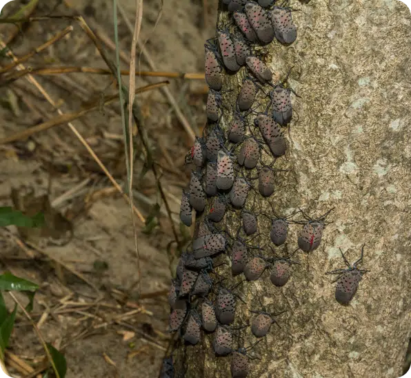Spotted Lanternfly Control (2)
