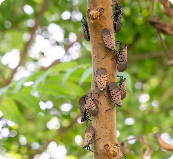 Spotted Lanternfly Control