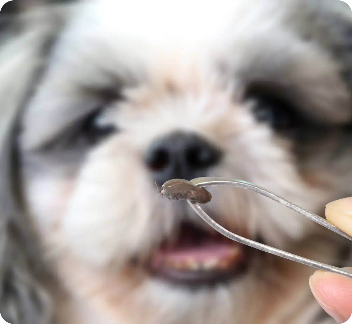 Tick & Flea Control (1)