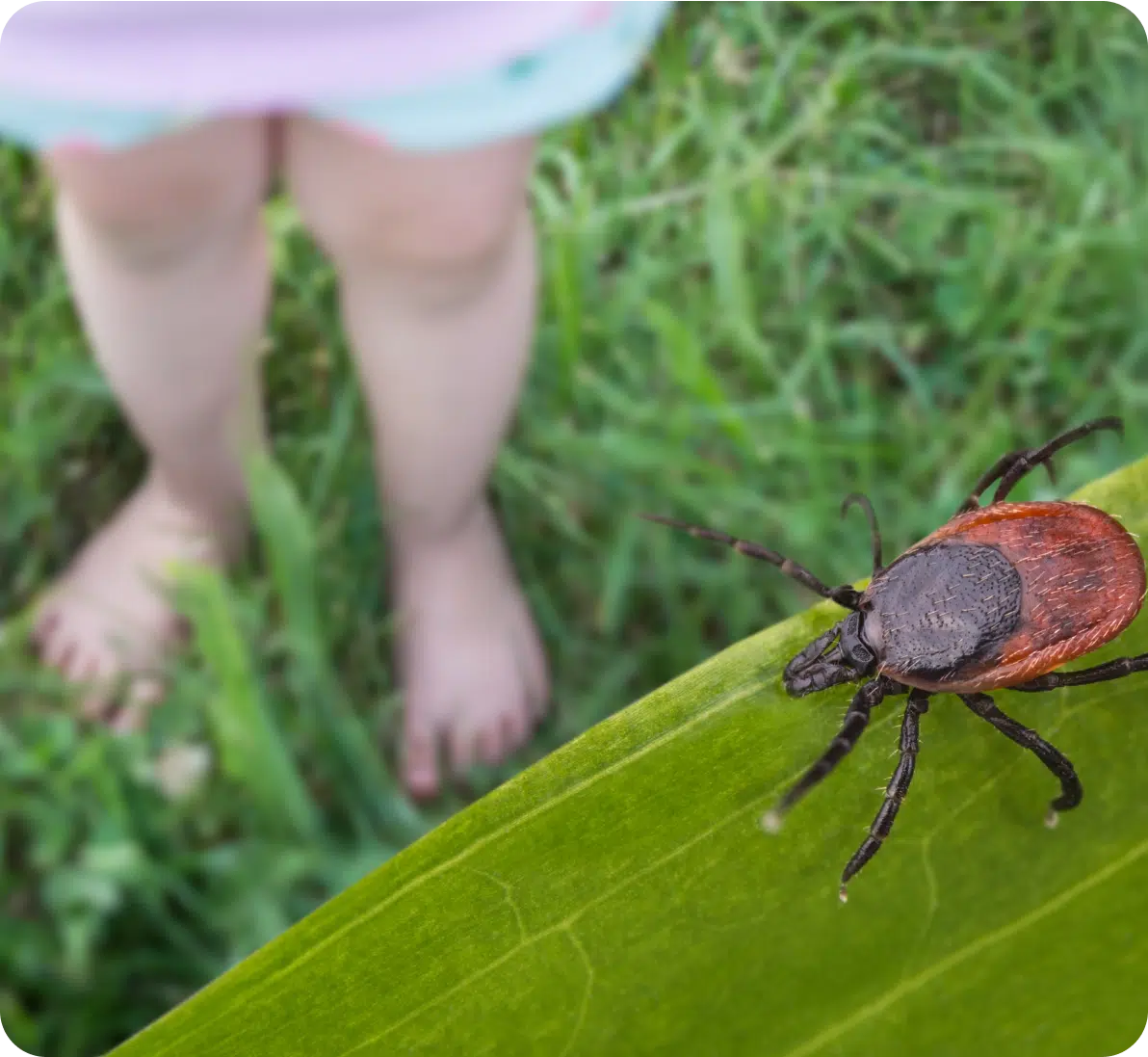 Tick & Flea Control