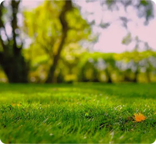 Traditional Lawn Care (1)