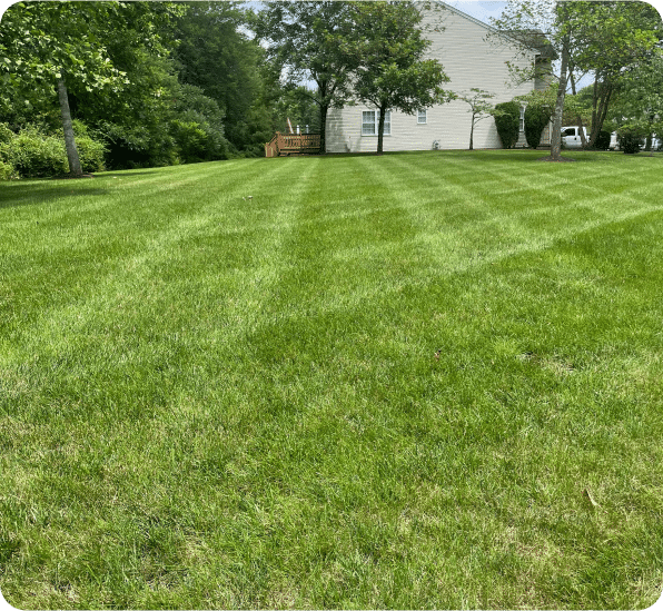 Traditional Lawn Care