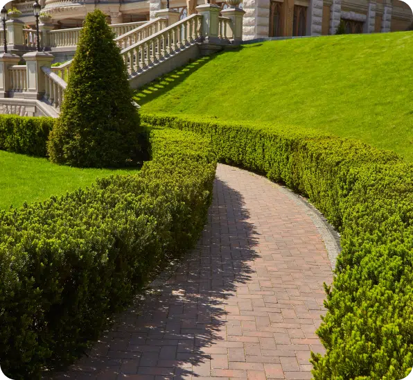 Tree and Shrub Care (1)