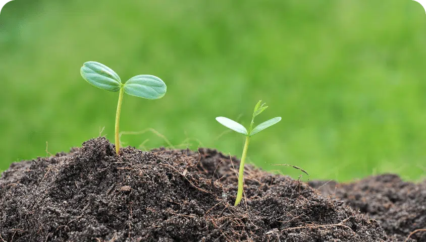 organic lawn care services